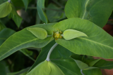 Euphorbia lathyris RCP5-10 200.jpg